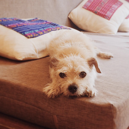 gus gus sleeping on a couch
